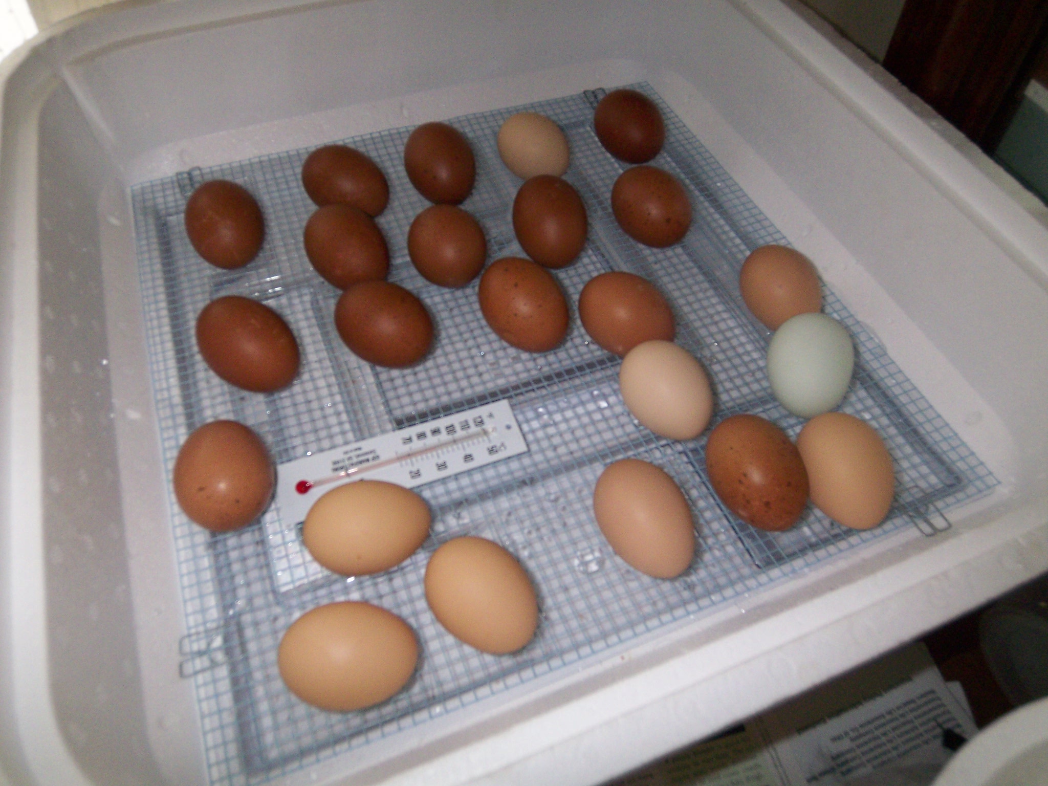 hatching chicken eggs | The Crazy Chicken Lady